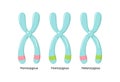 Vector illustration of heterologous and homologous chromosomes Royalty Free Stock Photo